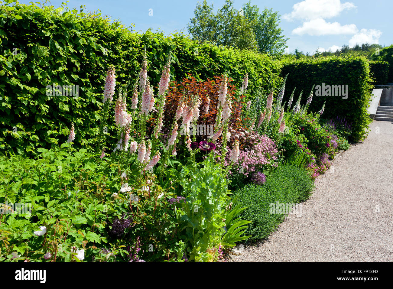 A colourful mixed herbaceous border featuring a variety of foxgloves (Digitalis) flowers at RHS Rosemoor, Devon, England, UK Stock Photo