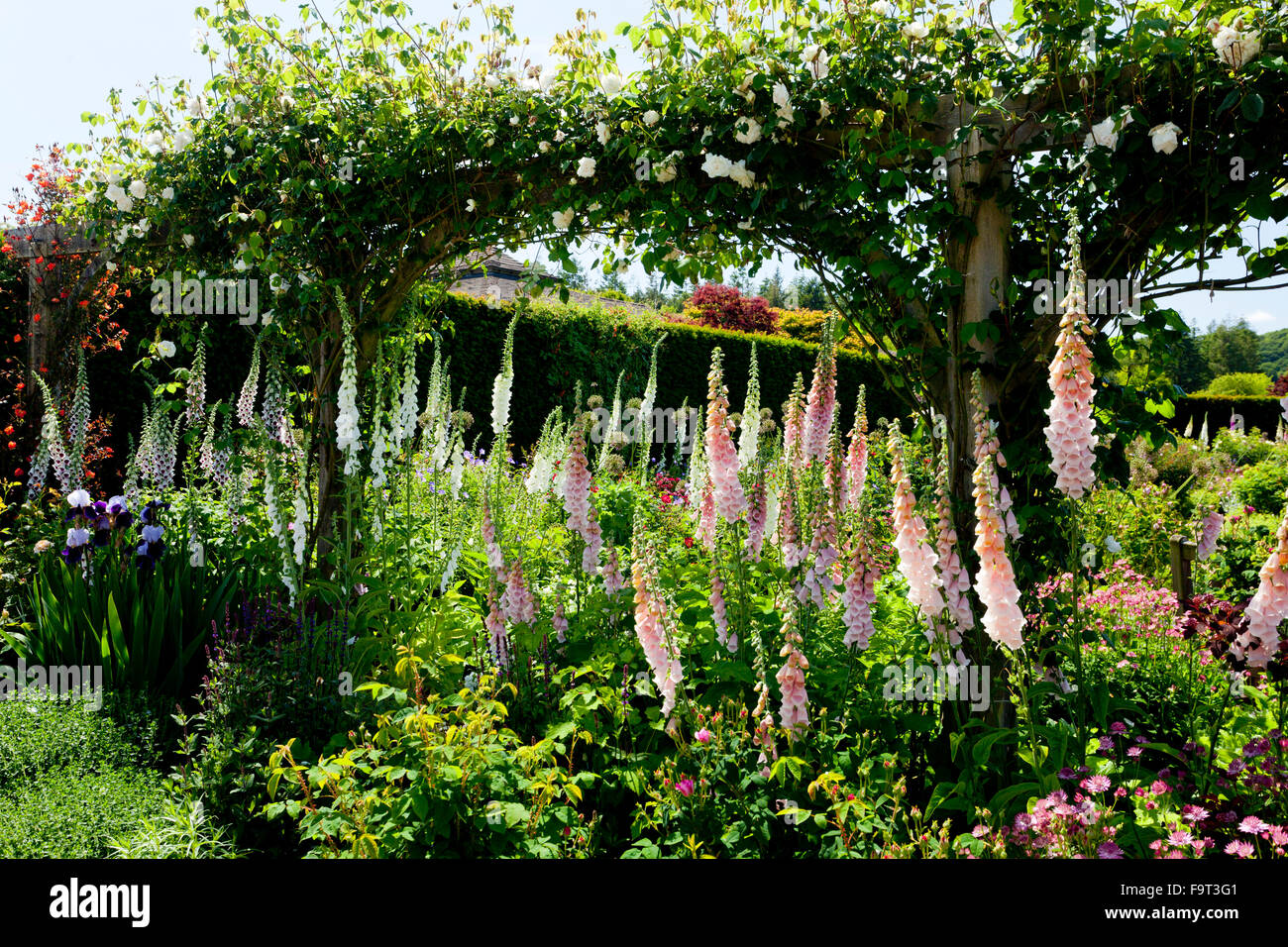 A colourful mixed herbaceous border featuring a variety of foxgloves (Digitalis) flowers at RHS Rosemoor, Devon, England, UK Stock Photo