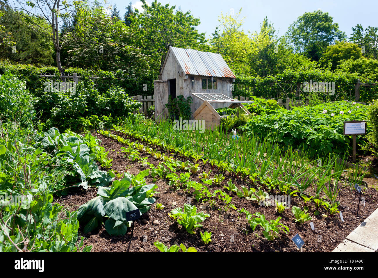An demonstration allotment garden complete with wooden shed in the Vegetable Garden at RHS Rosemoor, North Devon, England, UK Stock Photo