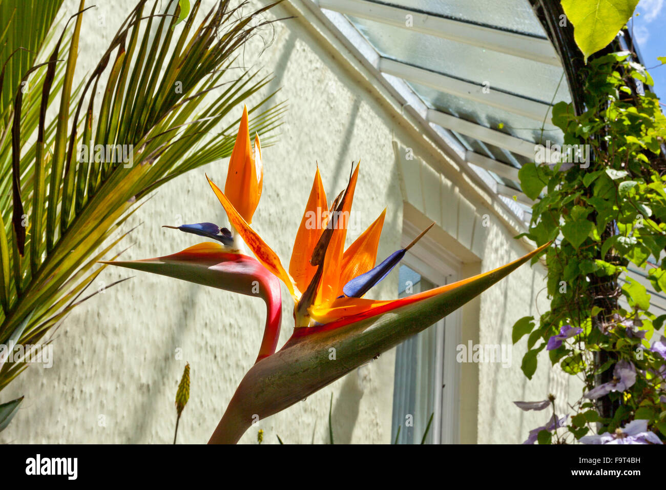 Strelitzia house hi-res stock photography and images - Alamy