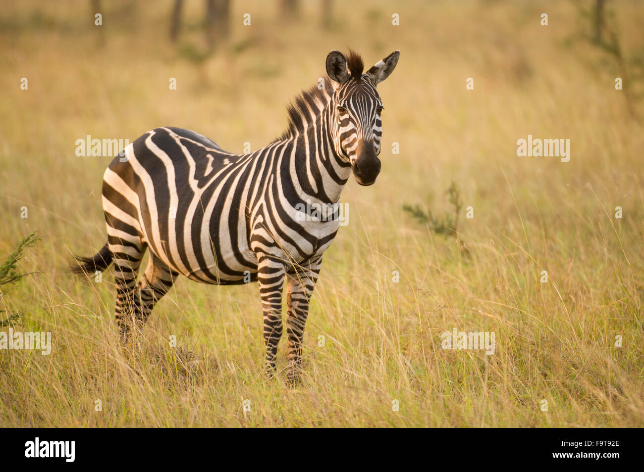 Burchell's zebra (Equus burchellii), Lake Mburo National Park, Uganda