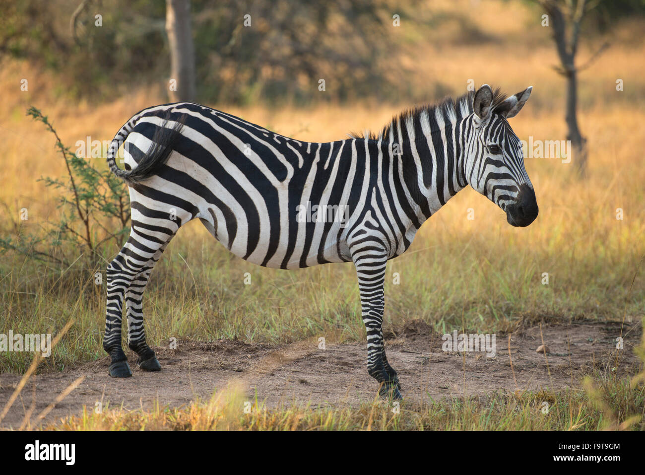 Burchell's zebra (Equus burchellii), Lake Mburo National Park, Uganda Stock Photo