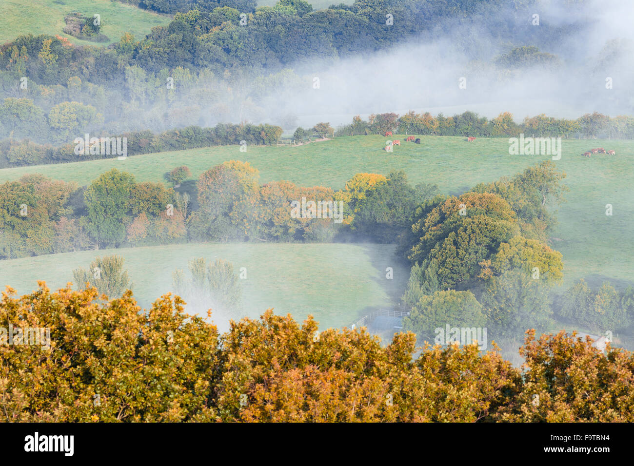 Autumnal landscape in Fog Stock Photo - Alamy