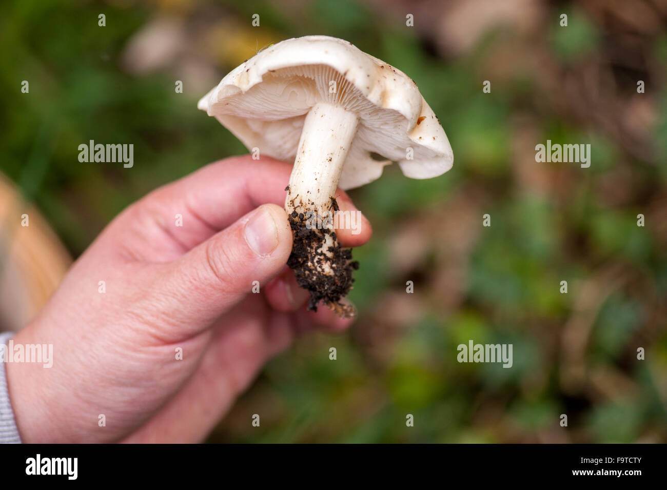 Holding a fresh wild mushroom by stalk Stock Photo