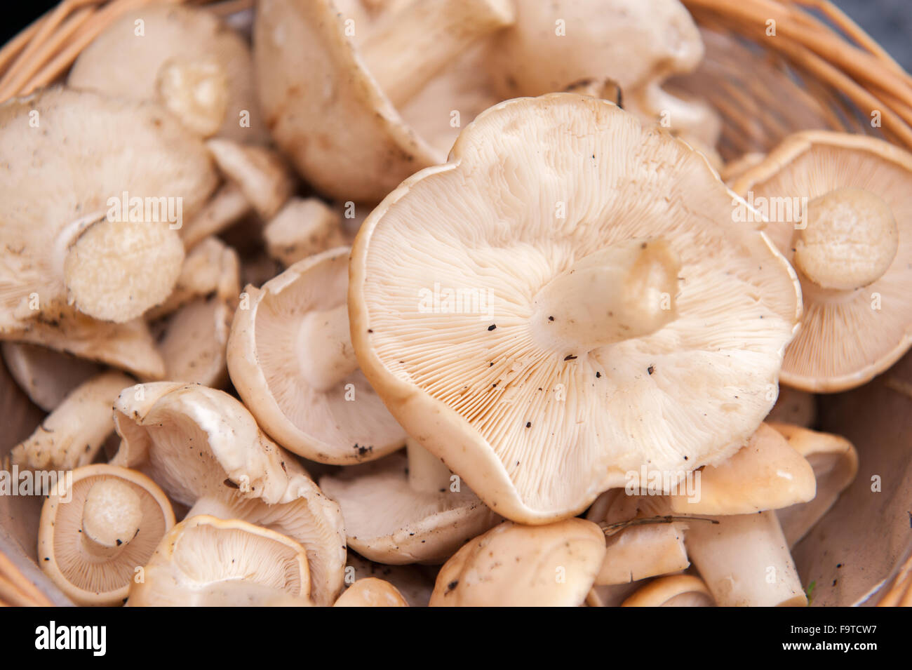 Large selection of fresh wild mushrooms Stock Photo