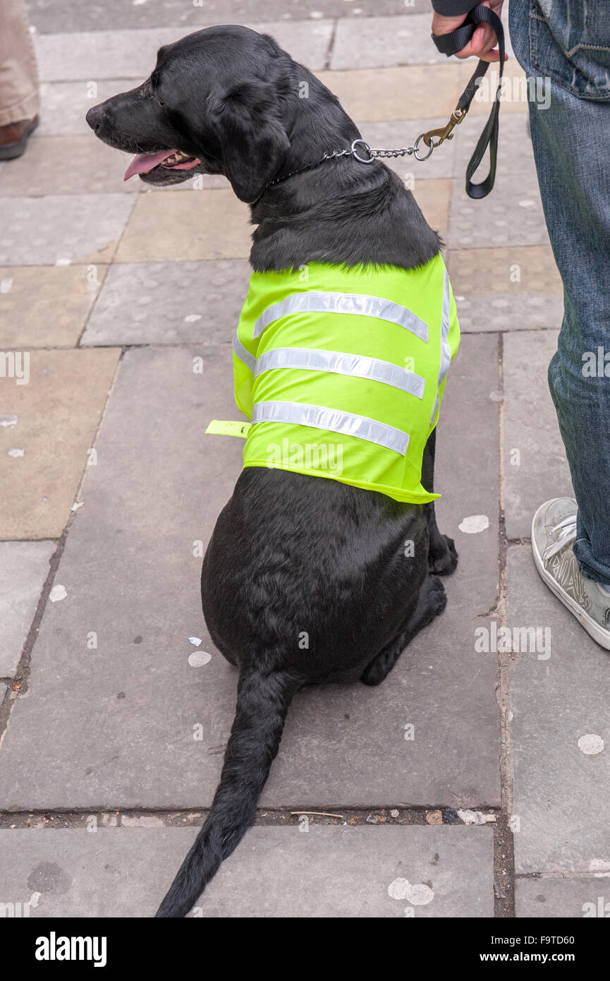 Black dog sitting at road side in reflective jacket on leash Stock Photo