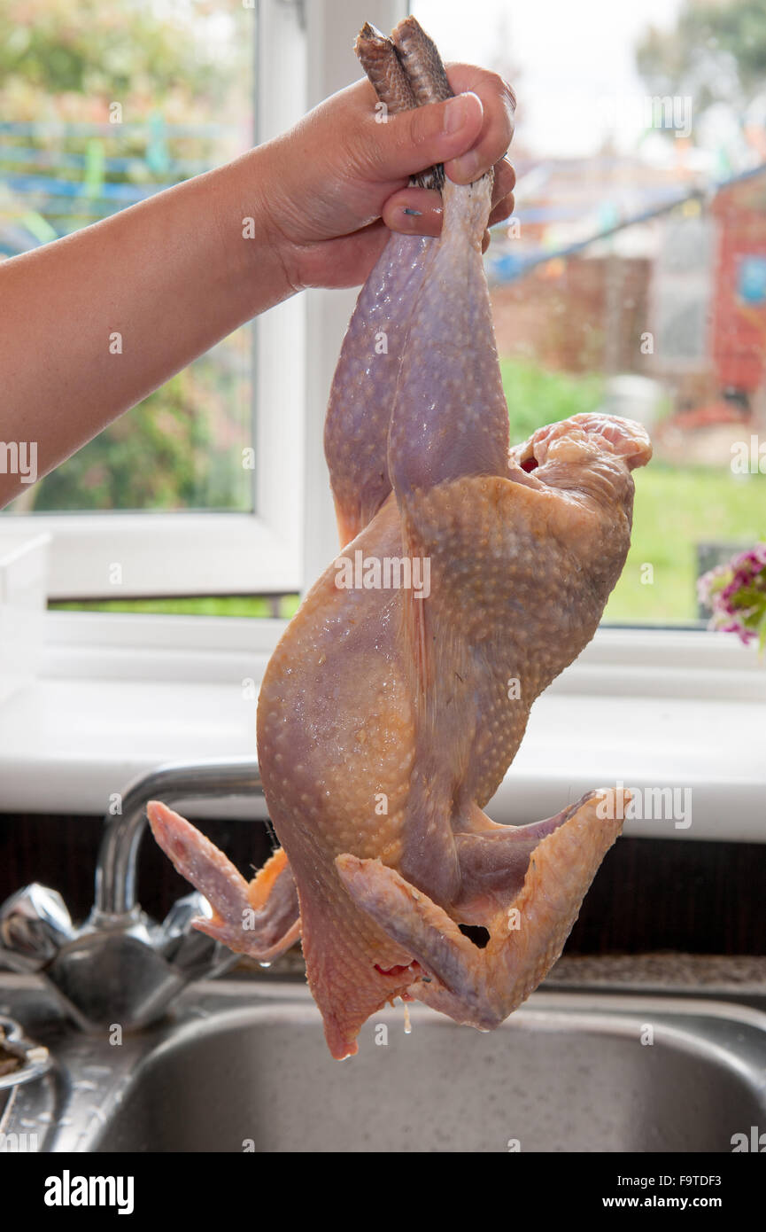 Fresh Plucked Featherless Chicken Being Held Over Sink Stock