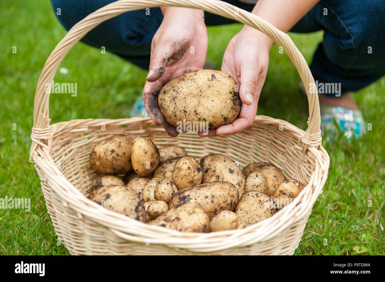 Collection of freshly dug Potato harvest in basket Stock Photo