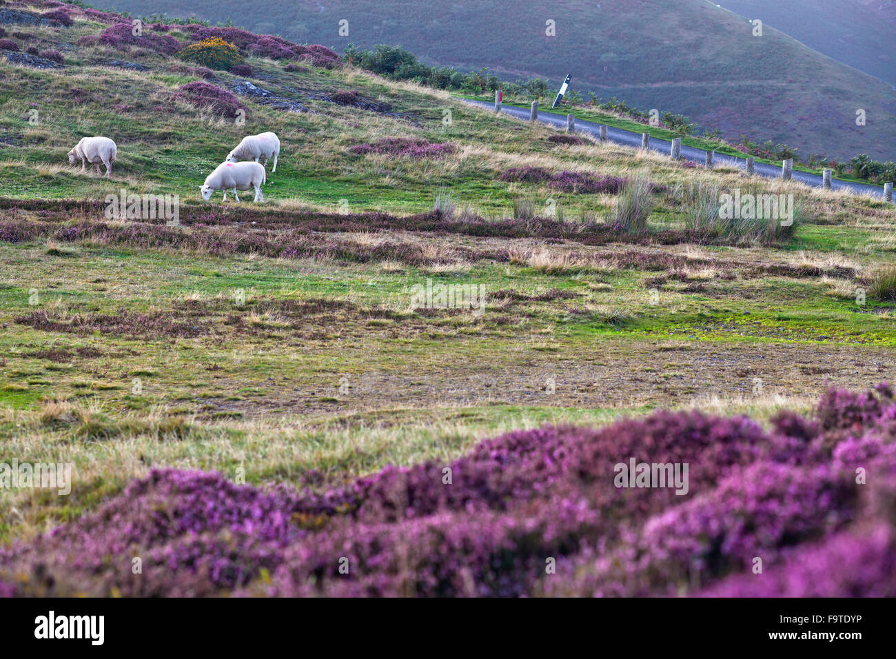Grazing Sheep in Moor Land Stock Photo