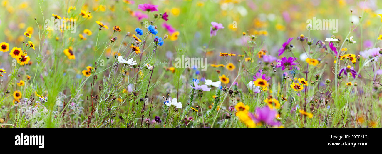 Colorful Summer Meadow Stock Photo