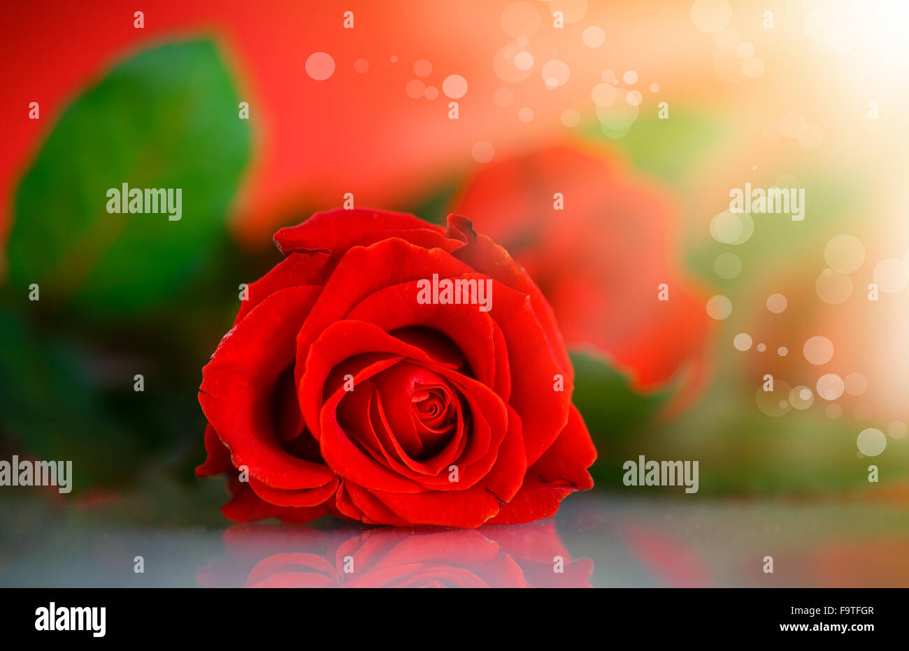 Happy birthday card red roses hi-res stock photography and images - Page 12  - Alamy