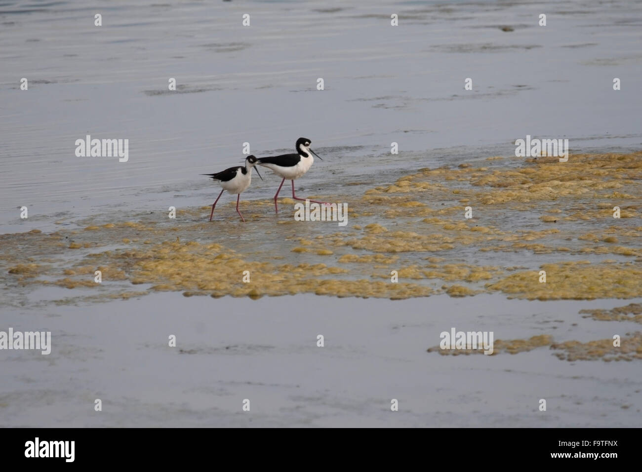 Pair of black necked stilts wade in California wetlands Stock Photo Alamy