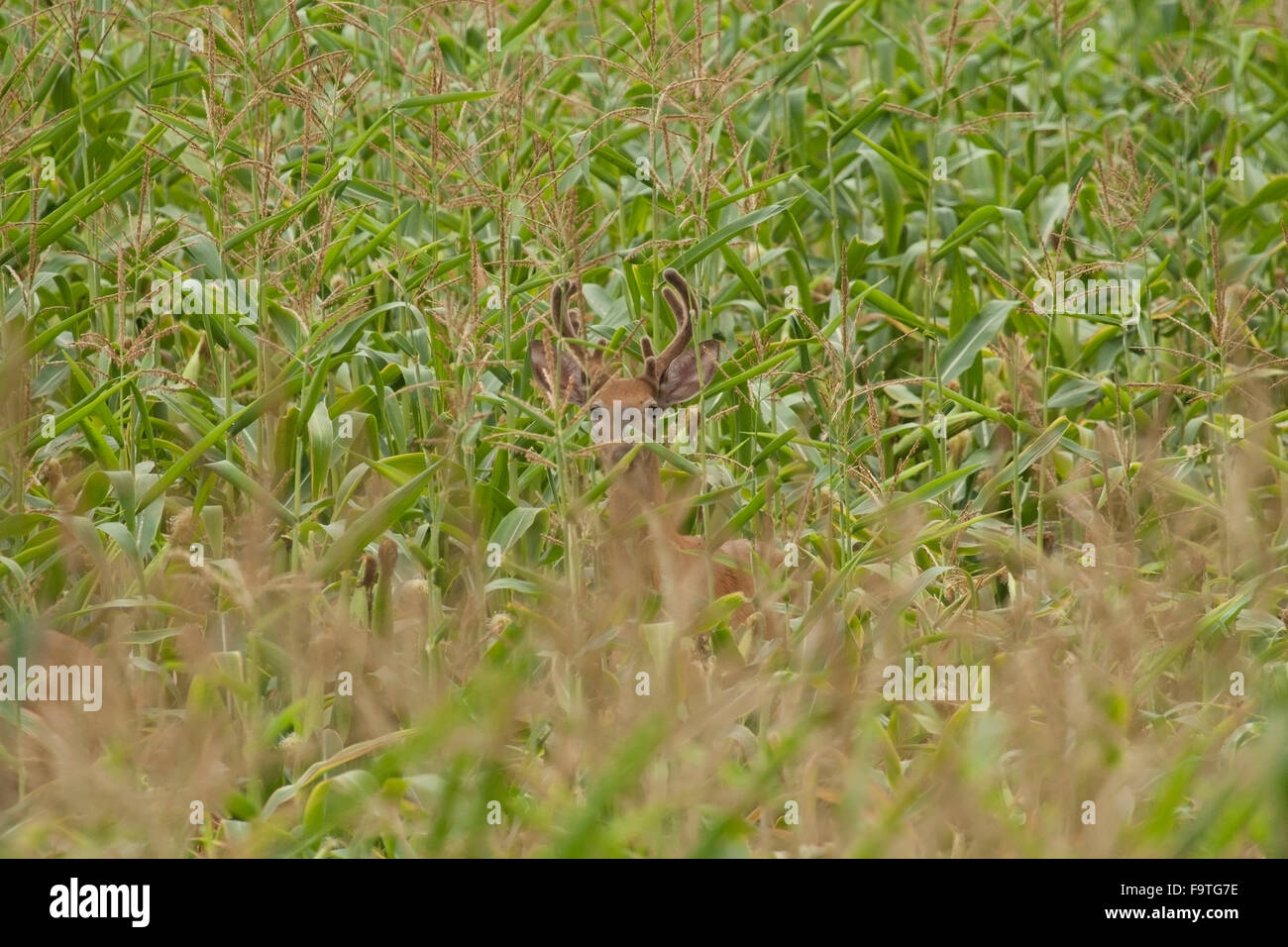 Whitetail buck camouflaged in cornfield Stock Photo