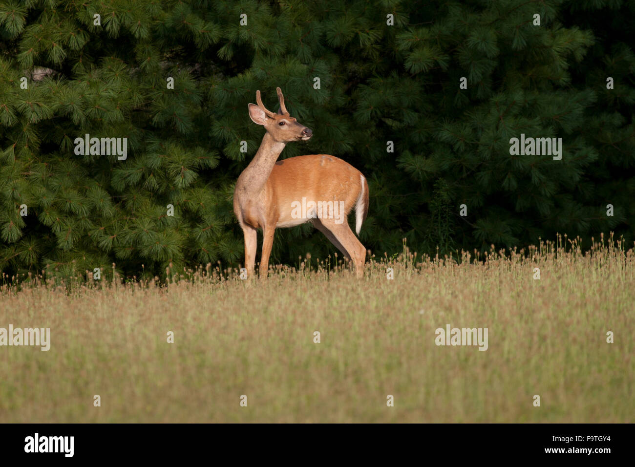 A wary young whitetail buck sniffs the air for danger Stock Photo