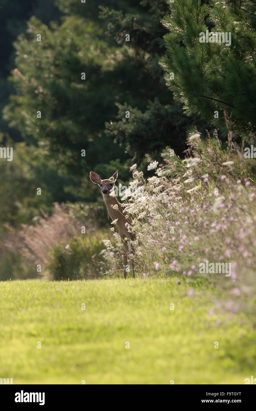 Whitetail doe peeks out from behind the wildflowers Stock Photo