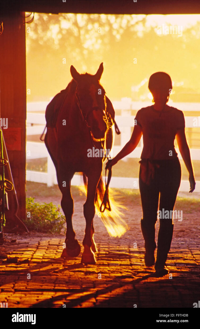 Silhouette of horse being led into aisle of barn by English rider after