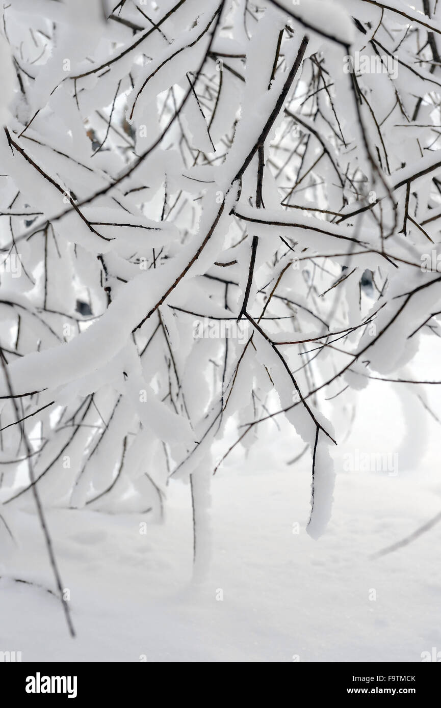 A view from under the branches of willows, covered with a thick layer ...