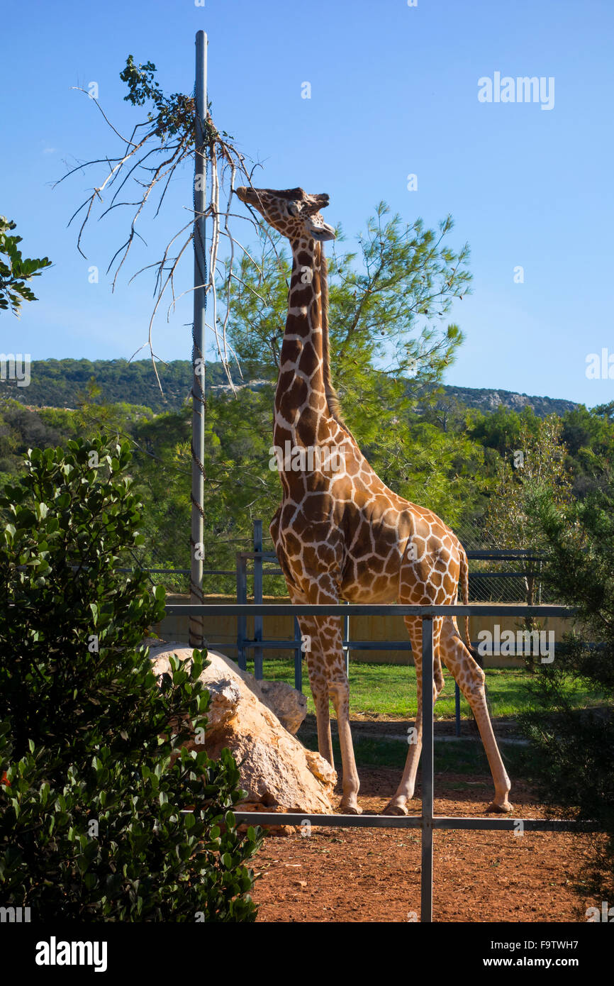 Giraffe eating his food at Zoo Stock Photo