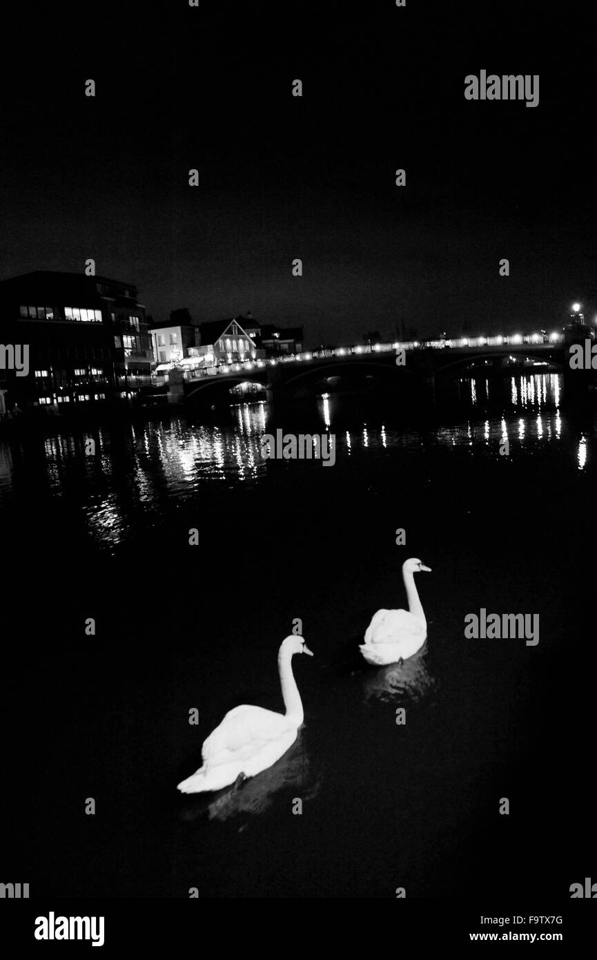 Swans on the River Thames at night in Windsor Berkshire UK Stock Photo