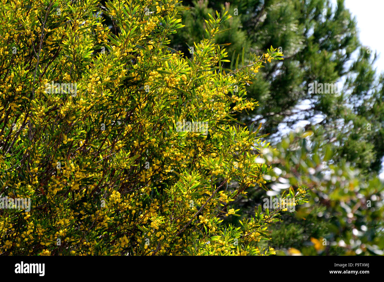 mimosa tree with yellow flowers Stock Photo Alamy