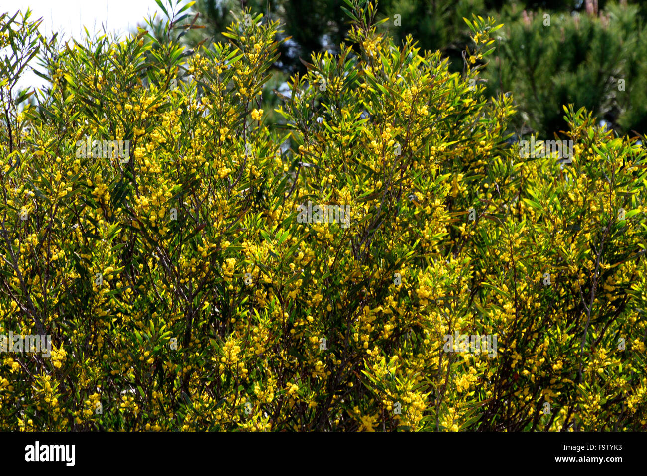 mimosa tree with yellow flowers Stock Photo Alamy