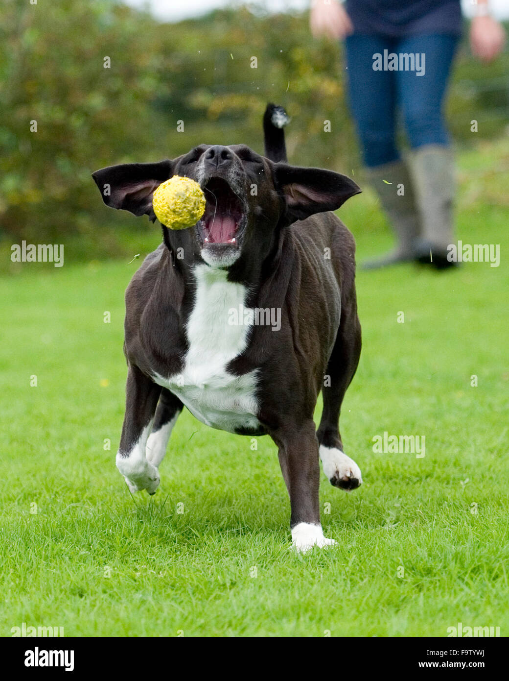 Dog catching ball hires stock photography and images Alamy