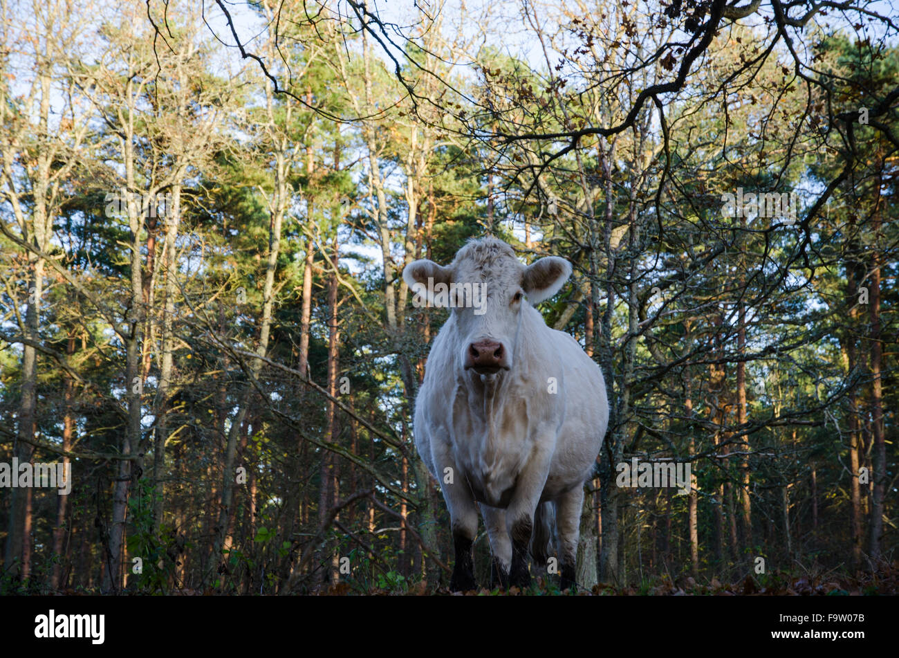 Staring cow in a forest from a low perspective Stock Photo