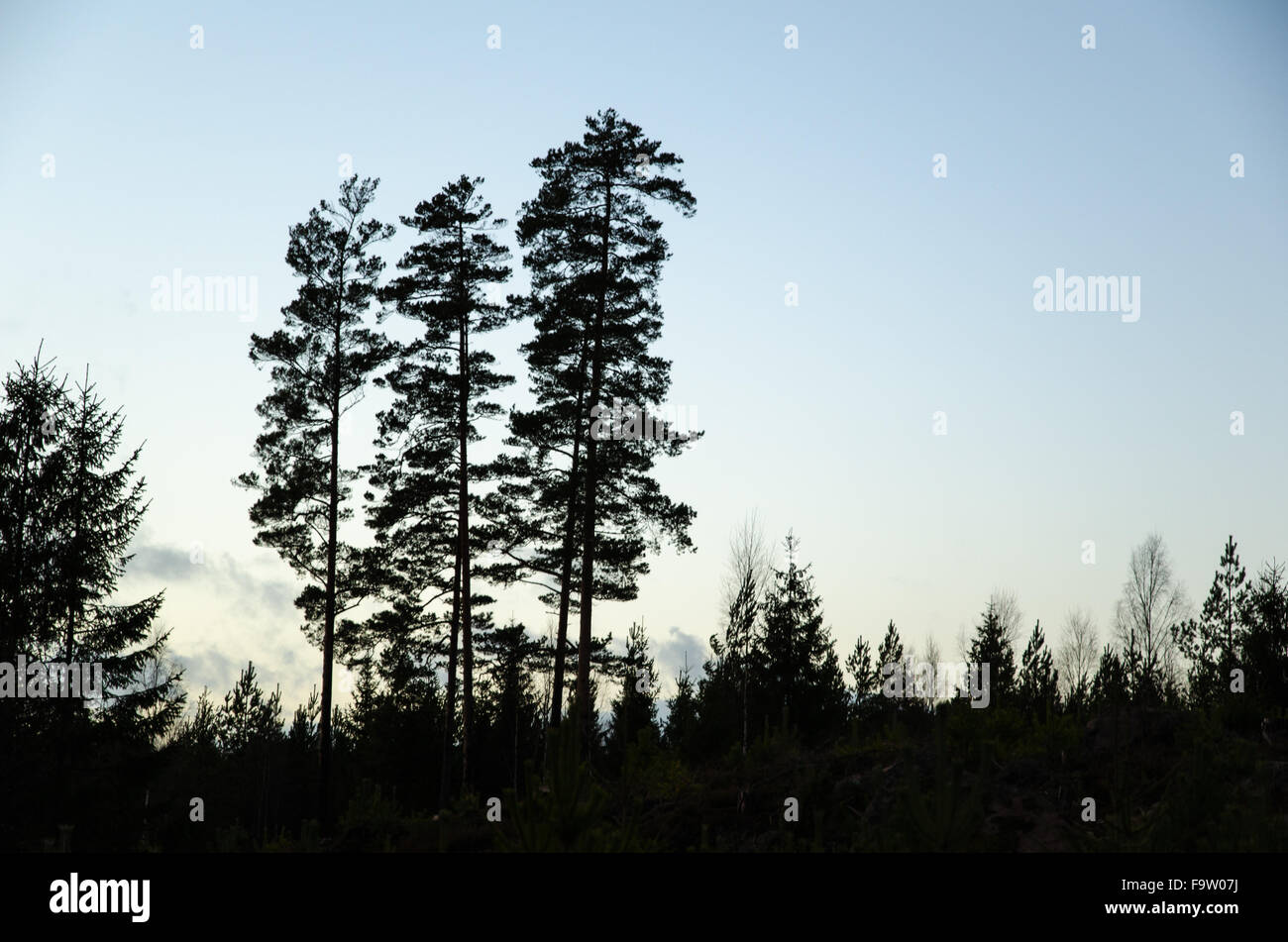 Silhouettes of pine trees at sunset hi-res stock photography and images ...