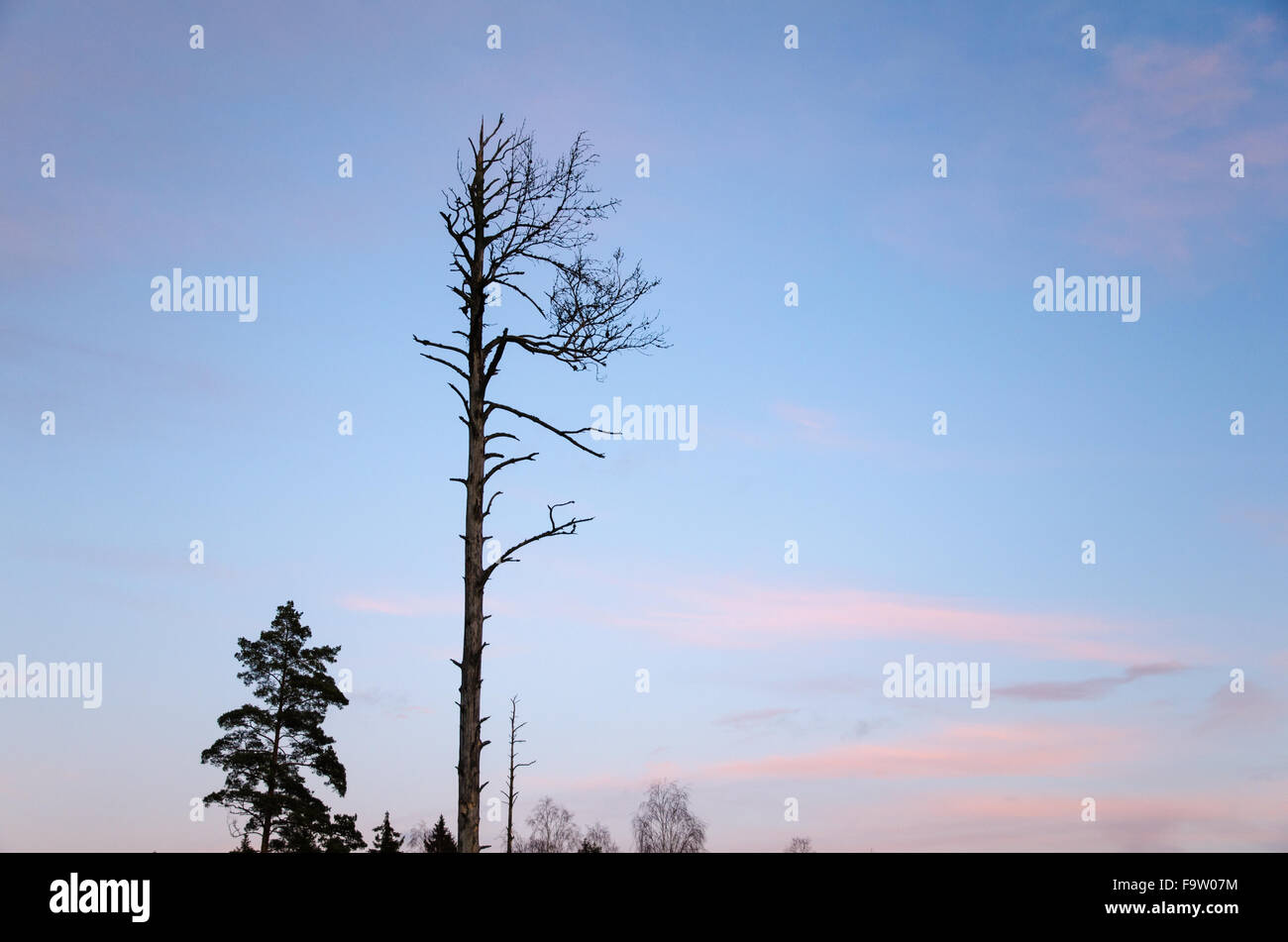 Single dead pine tree sihouette at a blue sky by dusk Stock Photo