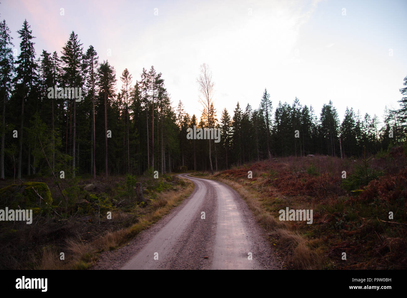 Autumnal gravel road into a dark forest Stock Photo