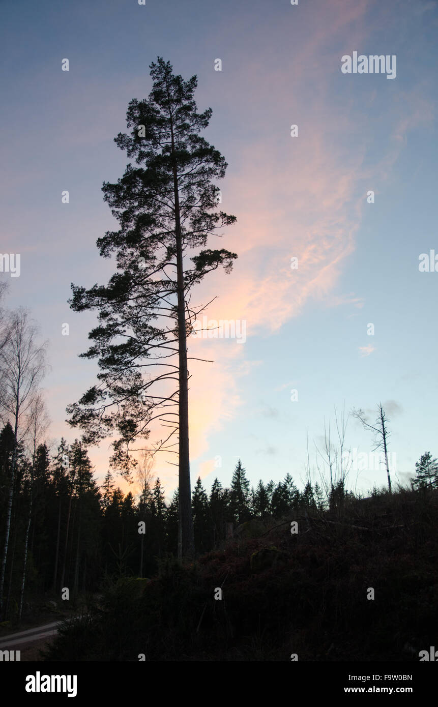 Single pine tree silhouette at twilight in a dark forest Stock Photo