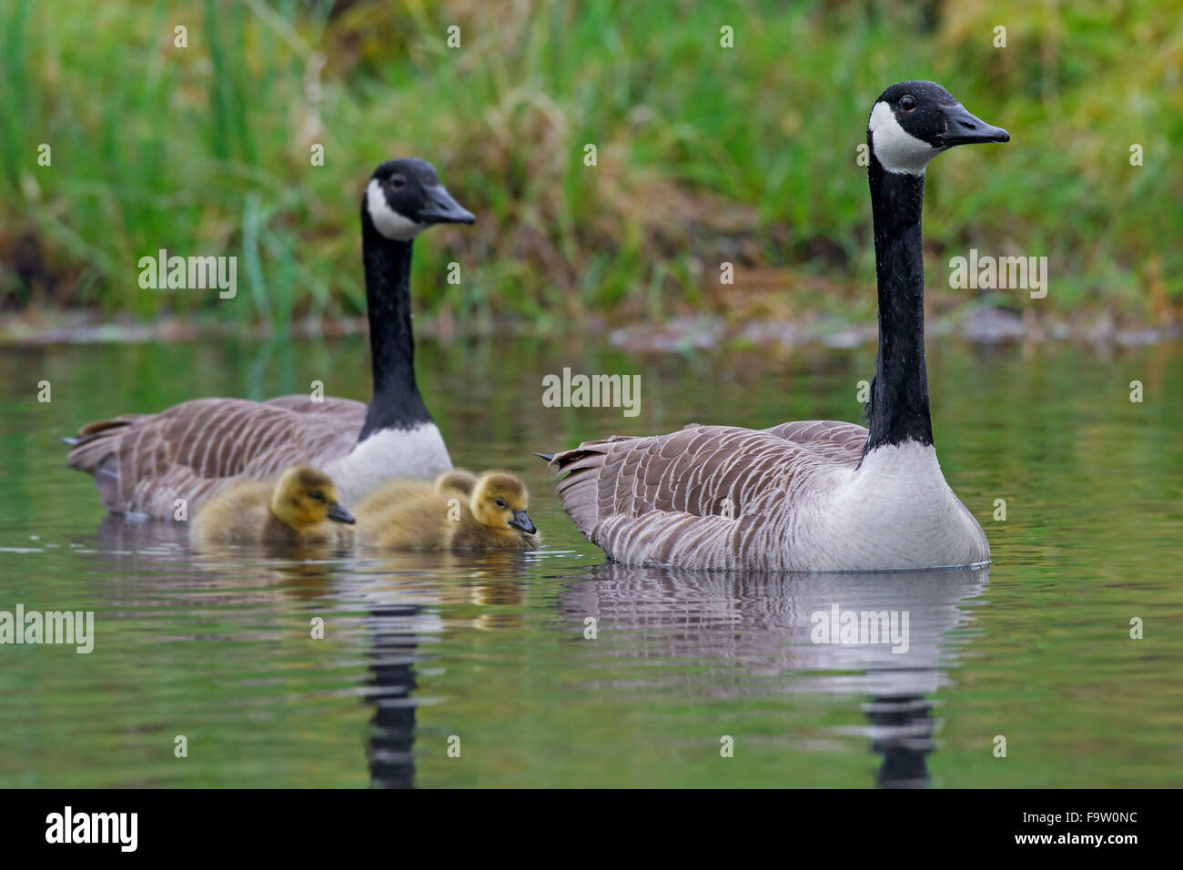Canada geese (Branta canadensis) parents swimming with goslings in lake Stock Photo