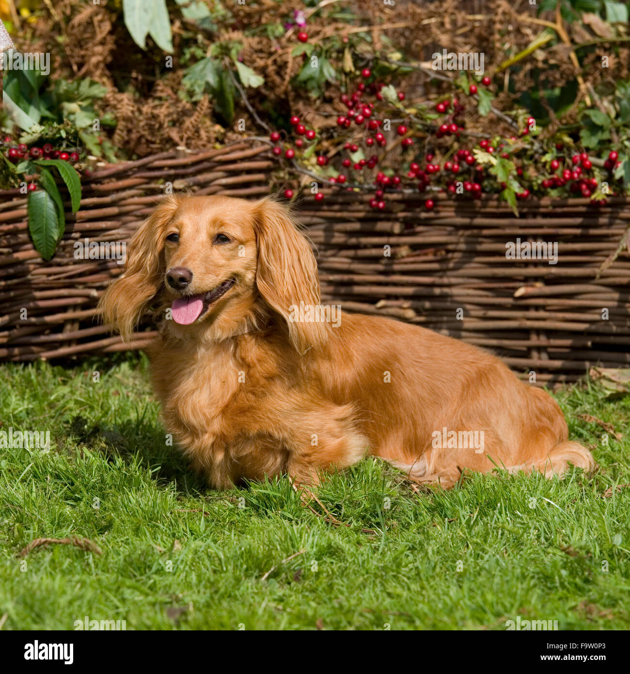 miniature longhaired dachshund Stock Photo