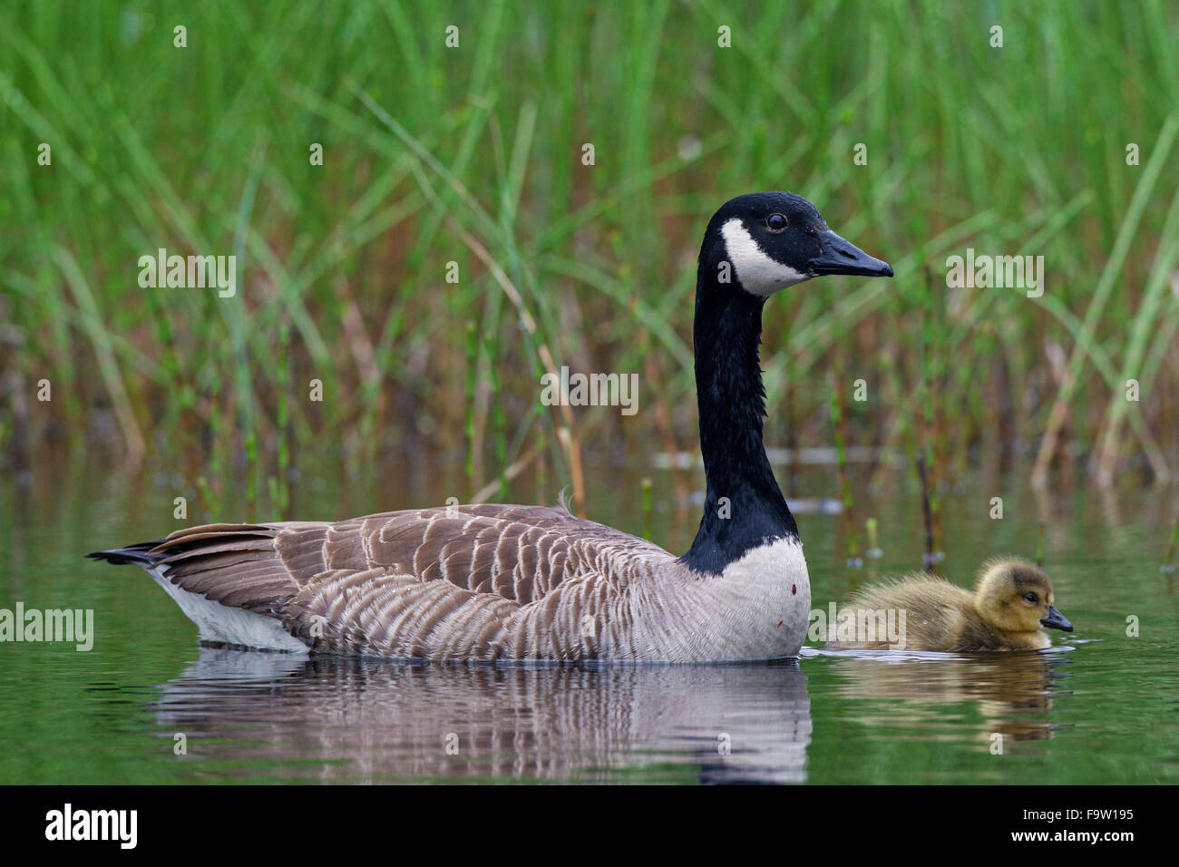 Canada goose zug jobs english online