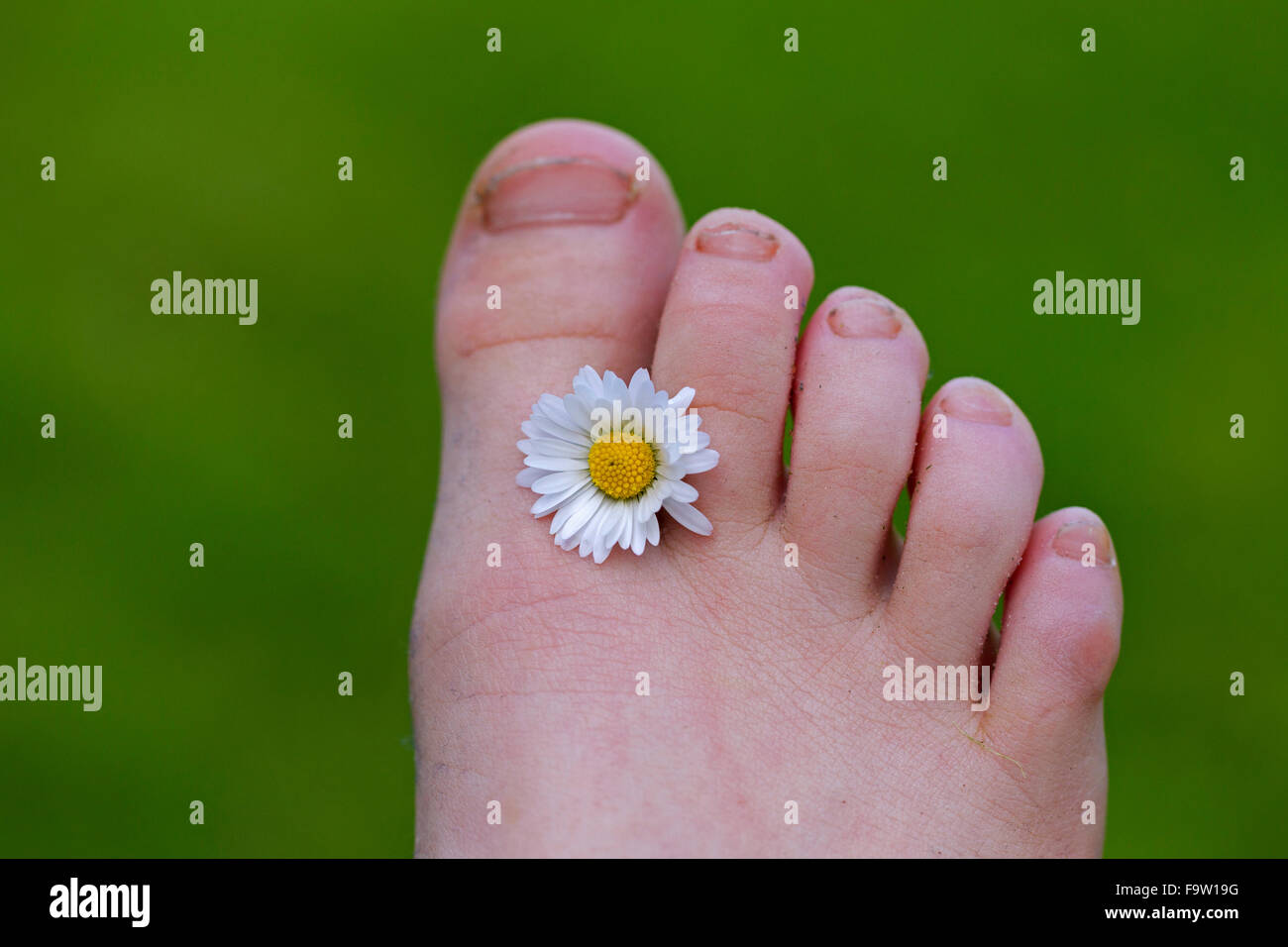 Common daisy / lawn daisy (Bellis perennis) flower between toes of child's foot Stock Photo