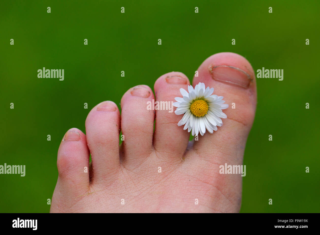 Common daisy / lawn daisy (Bellis perennis) flower between toes of child's foot Stock Photo