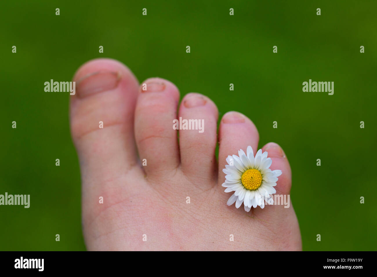 Common daisy / lawn daisy (Bellis perennis) flower between toes of child's foot Stock Photo