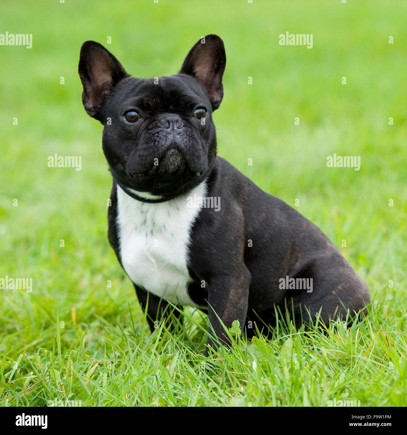 Black French Bulldog Stock Photos & Black French Bulldog Stock Images ...