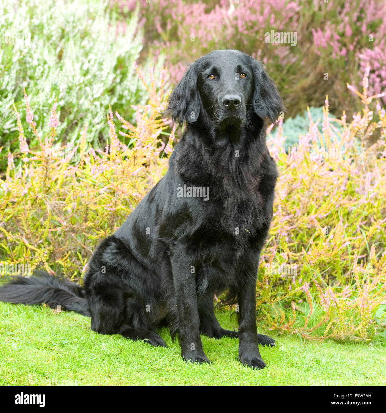 Flat coated retriever hi-res stock photography and images - Alamy