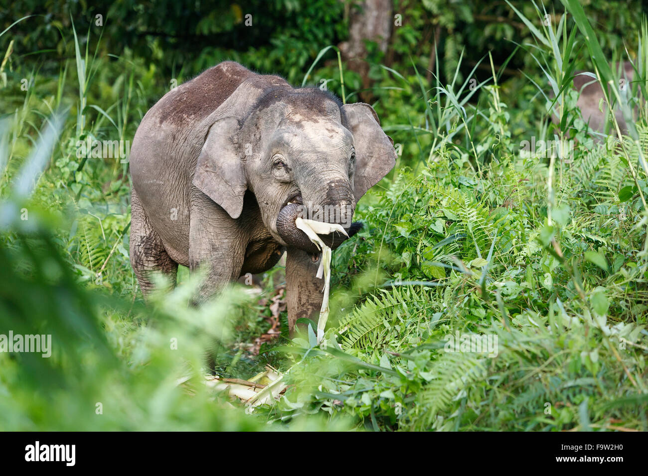 Pygmy Elephant (Elephas maximus borneensis) eating. Kinabatang