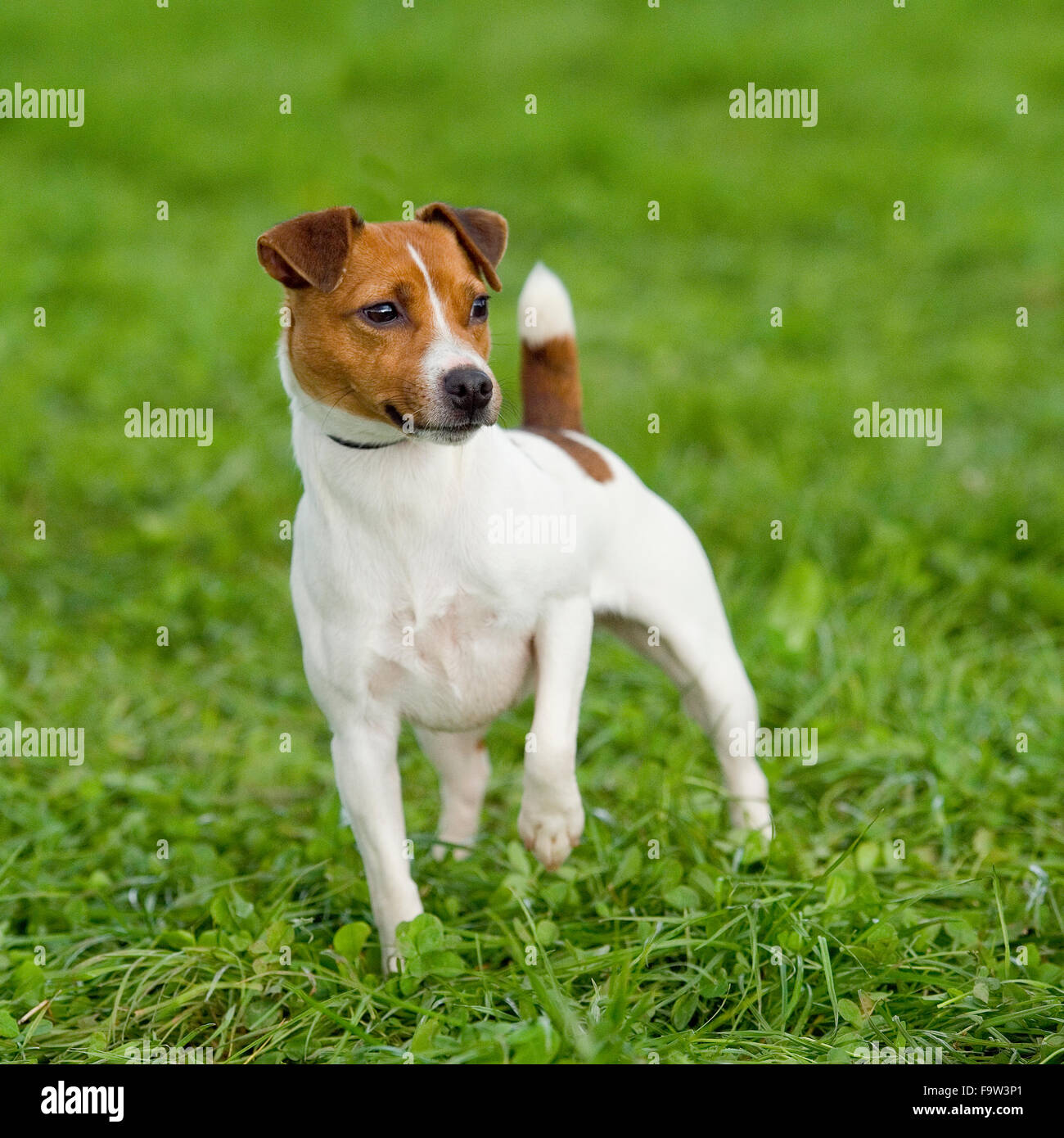 do jack russell terriers have short tails