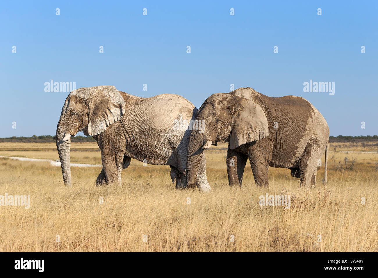 African elephant (Loxodonta Africana) bulls walking in tall grassland, side view, Etosha National Park, Namibia Stock Photo