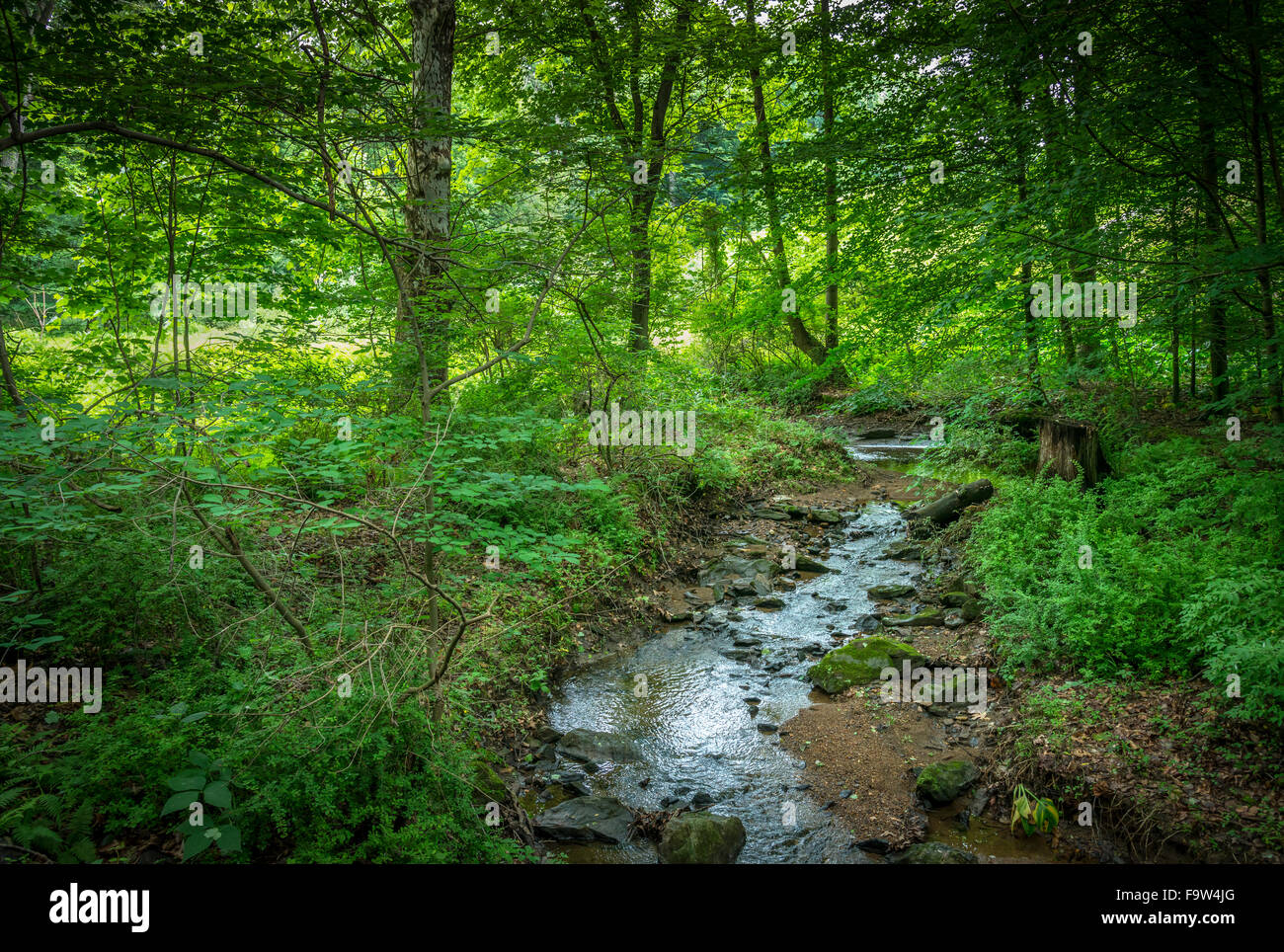 Stream In Green Forest Stock Photo