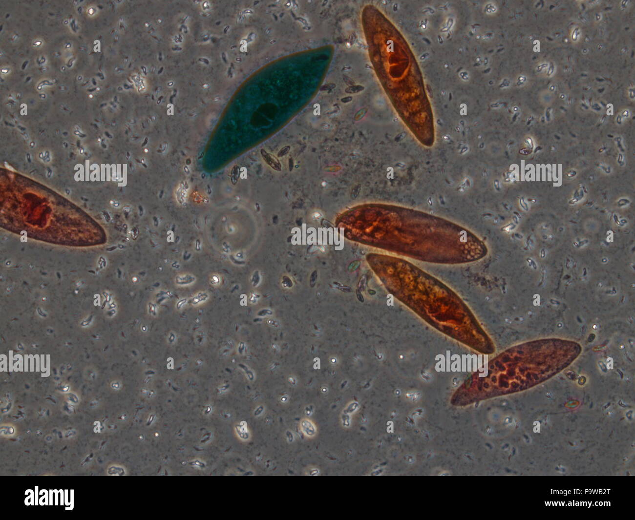 Biological sample cells and bacteria, plant, microb under microscopy ...