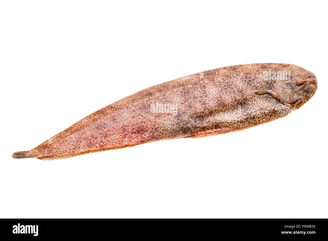 Fish Dover sole Stock Photo Alamy