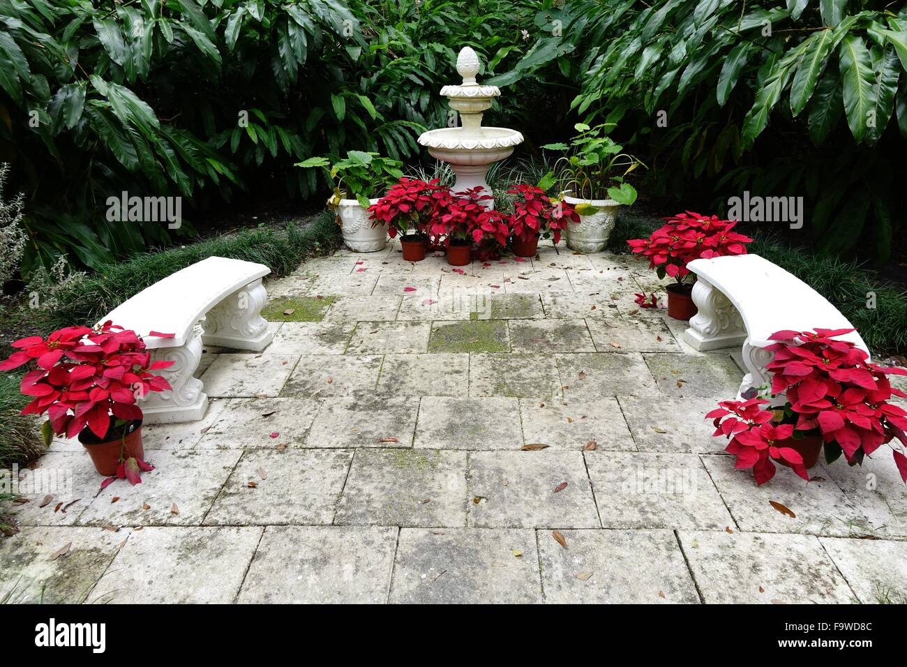Water fountain, benches and flowerpots containing poinsettia at Dunlawton Sugar Mill gardens, Port Orange, Florida Stock Photo