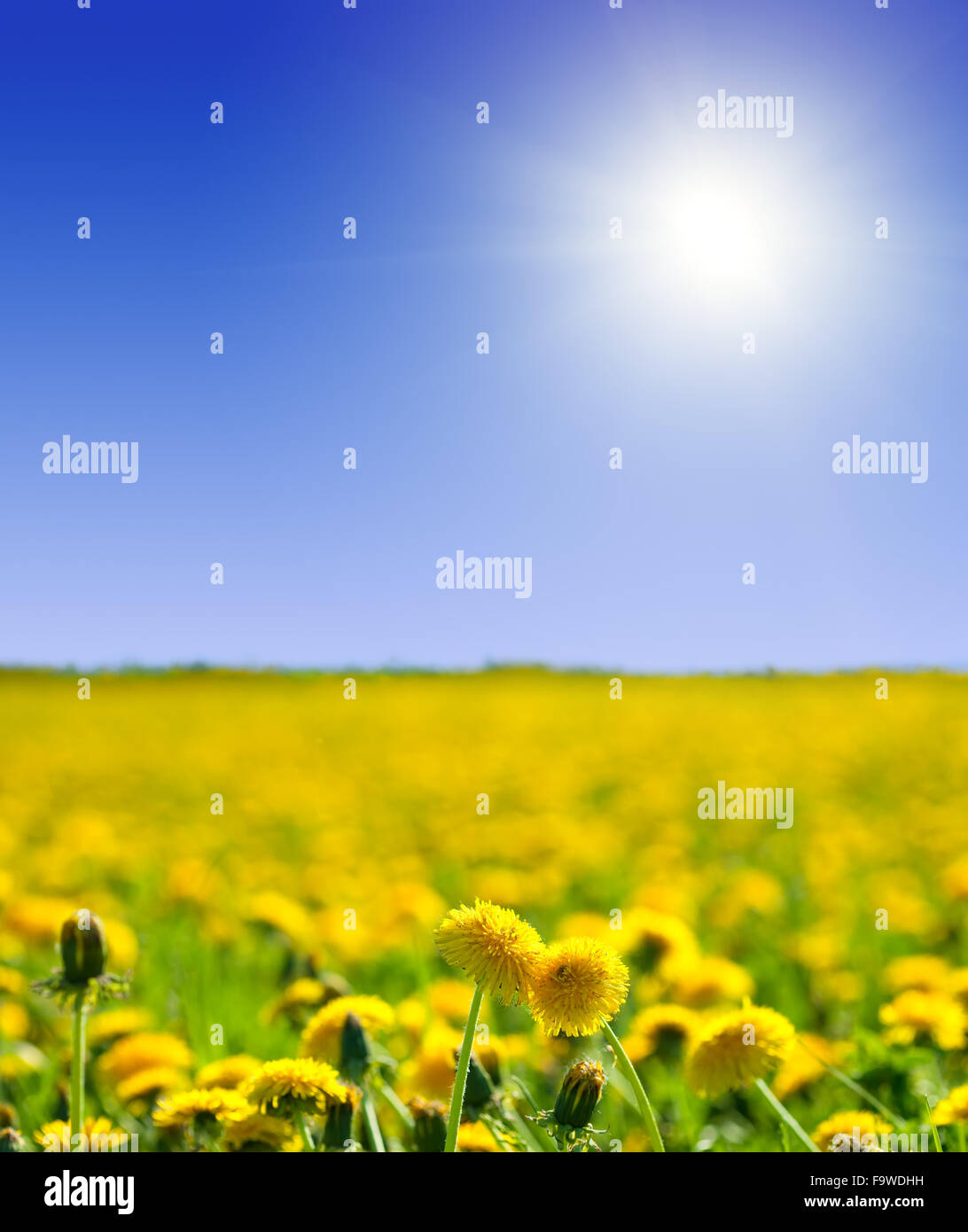 Summer landscape with dandelions meadow in sunny summer day Stock Photo