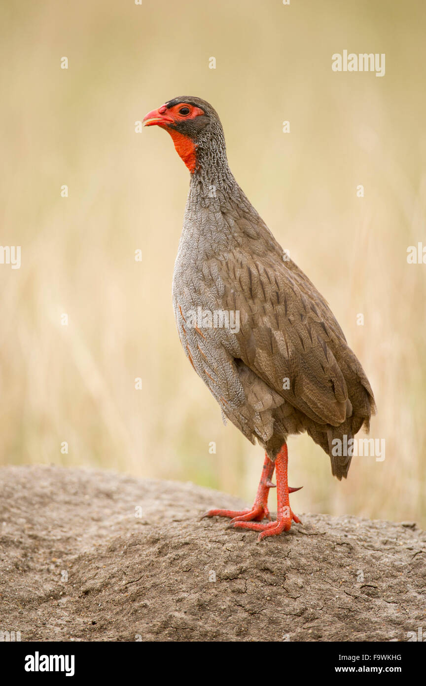 rednecked spurfowl (Pternistis afer), Queen Elizabeth National Park
