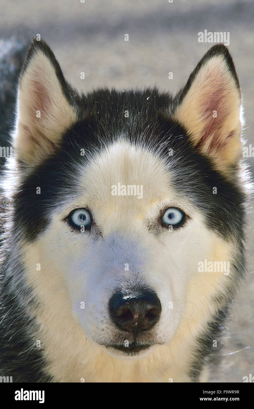 A close up portrait of a blue eyed husky dog Stock Photo