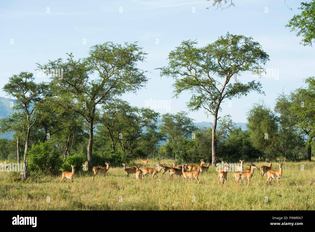 Uganda kobs (Kobus kob), Semliki Wildlife Reserve, Uganda Stock Photo
